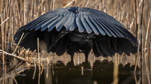 Wings forward — the canopy forms