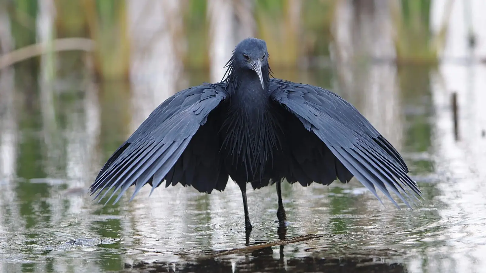 A Black Heron (Egretta ardesiaca) wading in shallow water with its wings folded forward into a perfect canopy over the surface