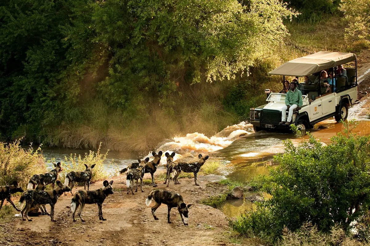 Wild dogs at the river crossing — Madikwe · South Africa