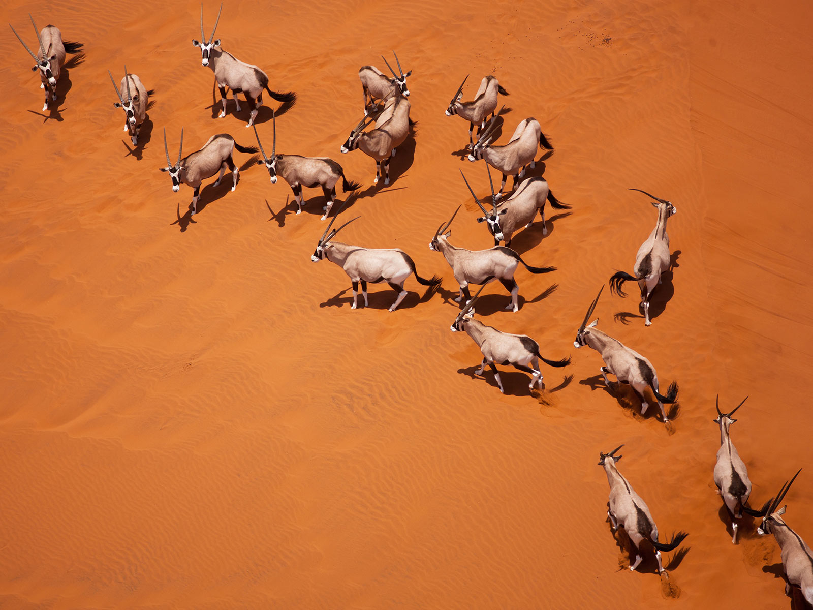 Oryx tracks across Naukluft dunes from above