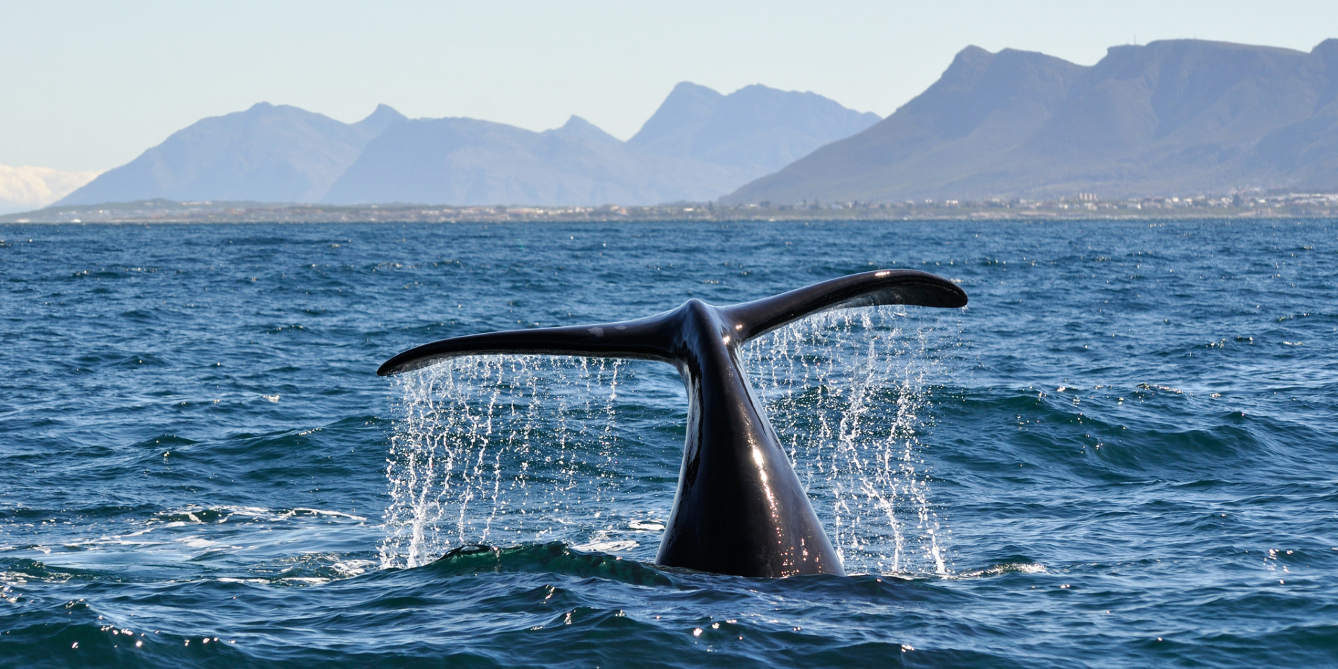 Whale-tail boat tours — Cape Whale Coast · South Africa