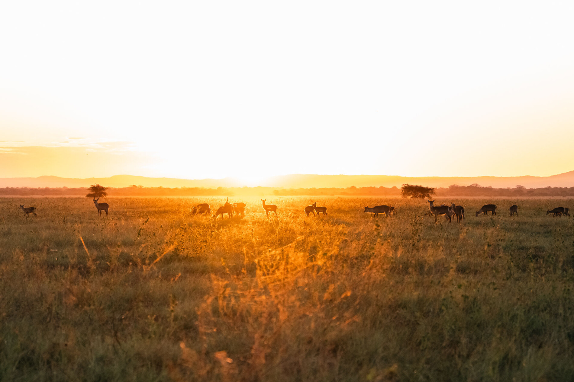 Gorongosa sunrise with a herd on the floodplain