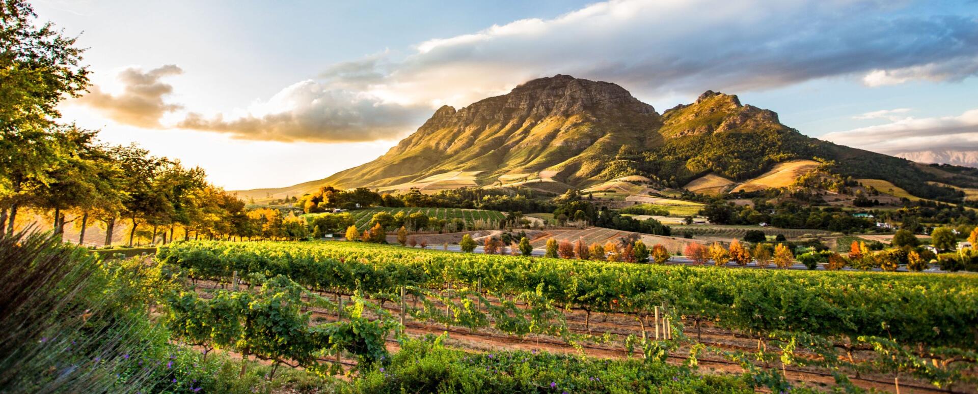 Cape Winelands vineyards under a mountain ridge