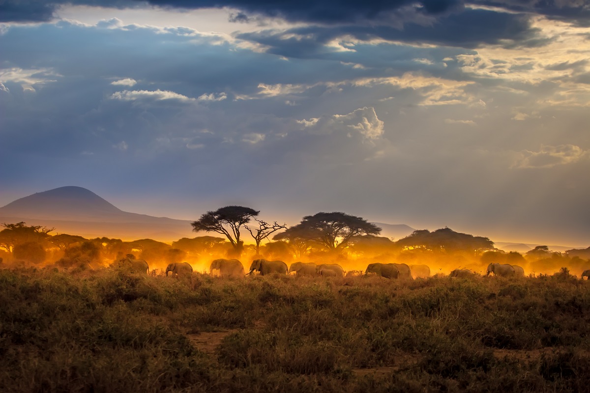 Elephants in golden Amboseli dust at sunset