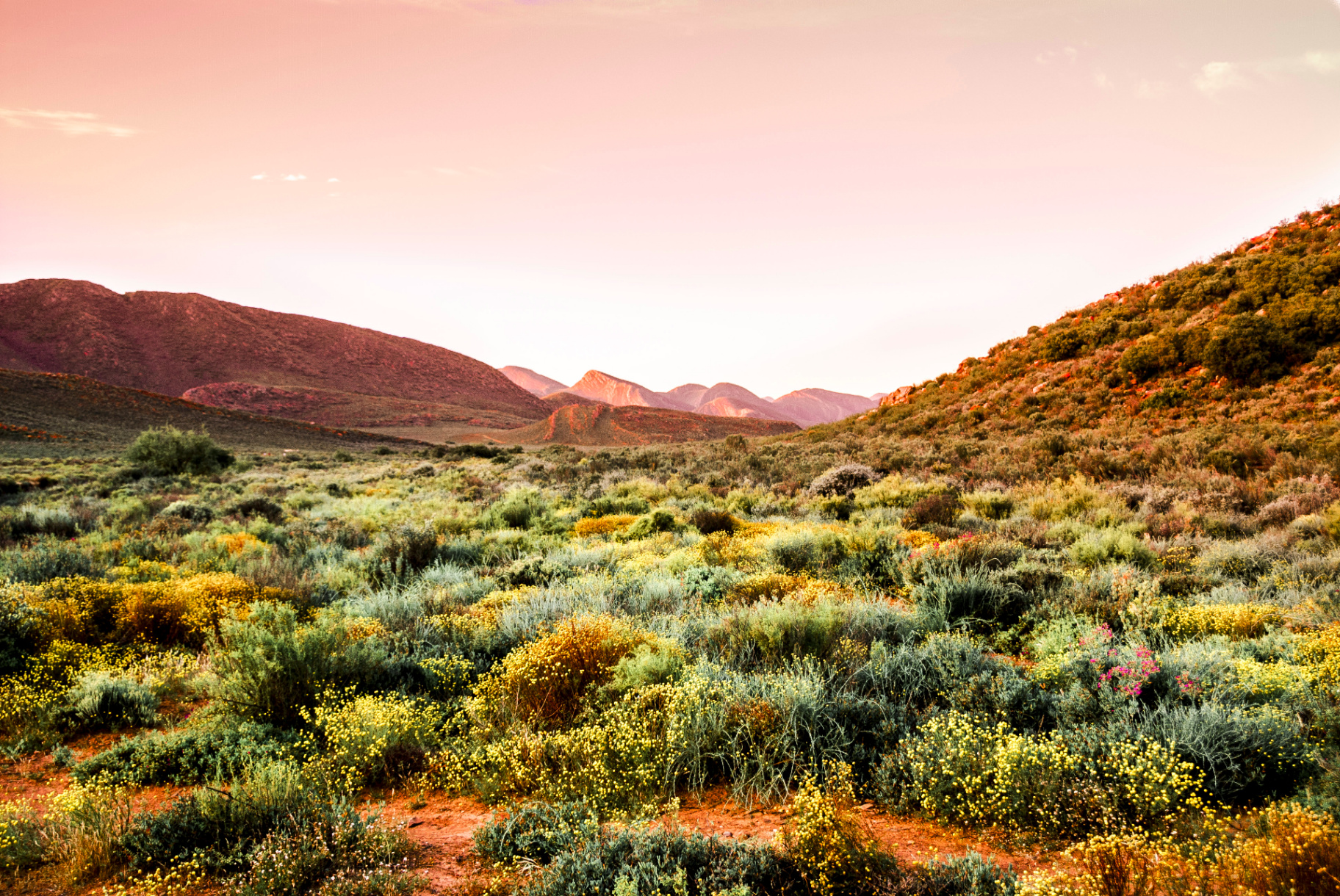 Gecko Rock botanicals, Klein Karoo