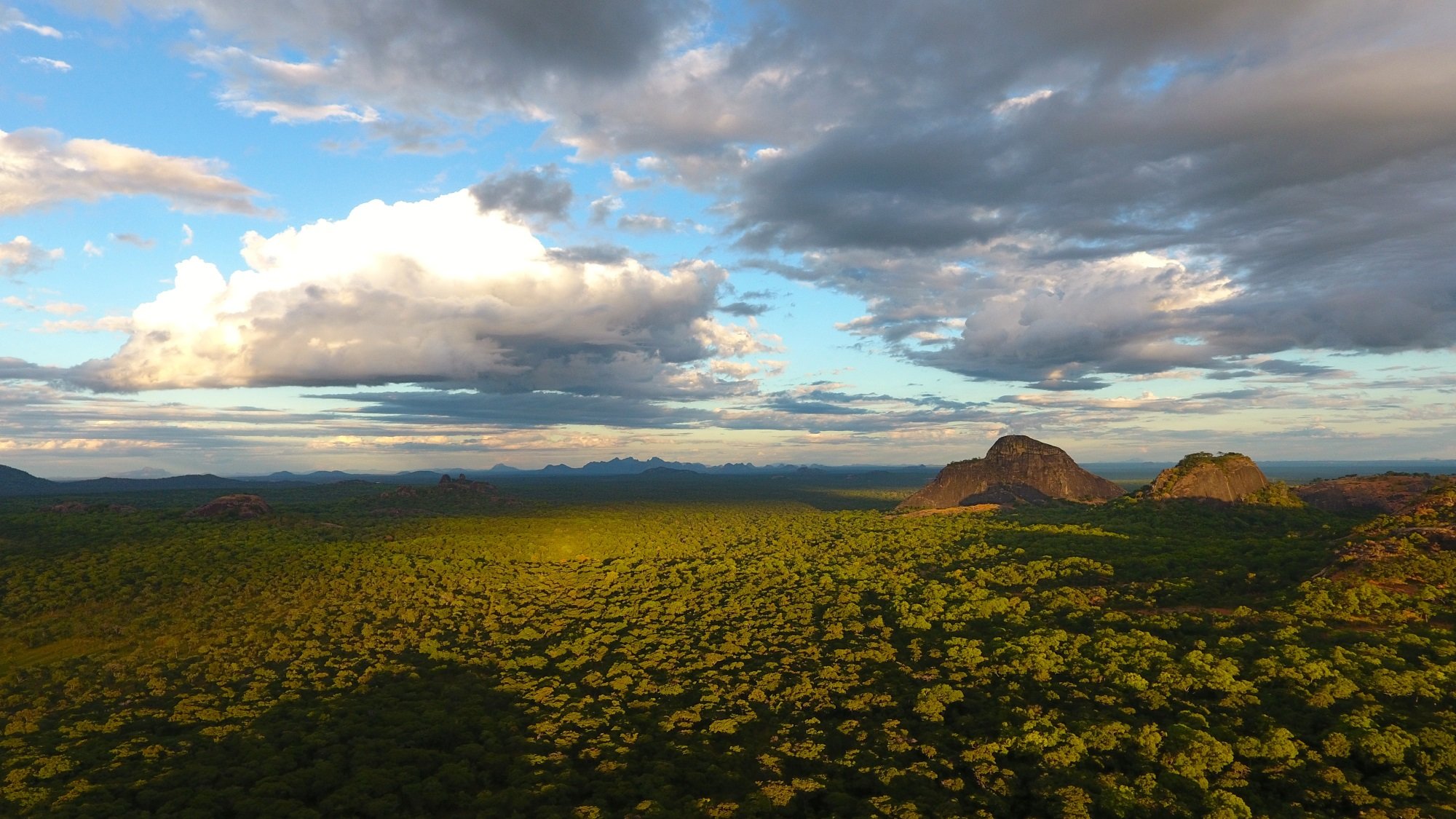 The miombo woodland, Niassa Reserve